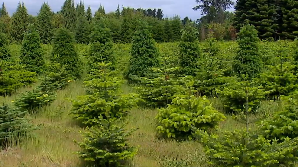 Washington’s ‘Dr. Christmas Tree’ works to improve tree health amidst climate change