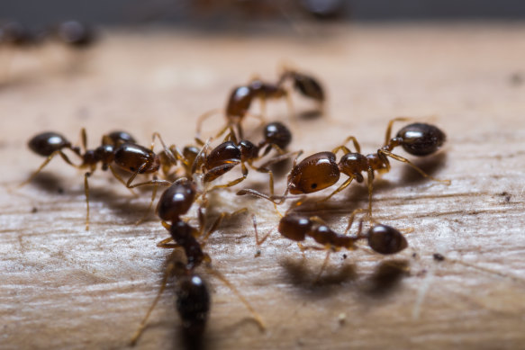 State ramps-up effort to stop venomous fire ants in their tracks