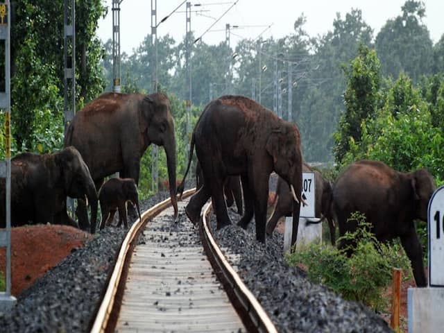 रेलवे ट्रैक पर हाथियों की सुरक्षा करेगा ‘गजराज’, AI टेक्नोलॉजी से लैस है ये सॉफ्टवेयर, जानिए कैसे करेगा काम