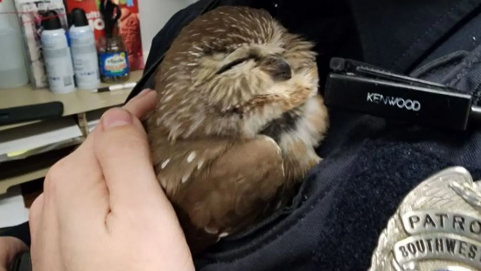 Police in Maine rescue owl after it was struck by car