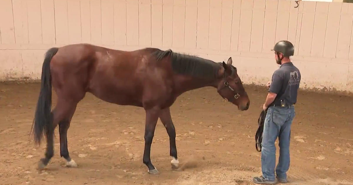 Veterans partake in horse therapy for mental health treatment