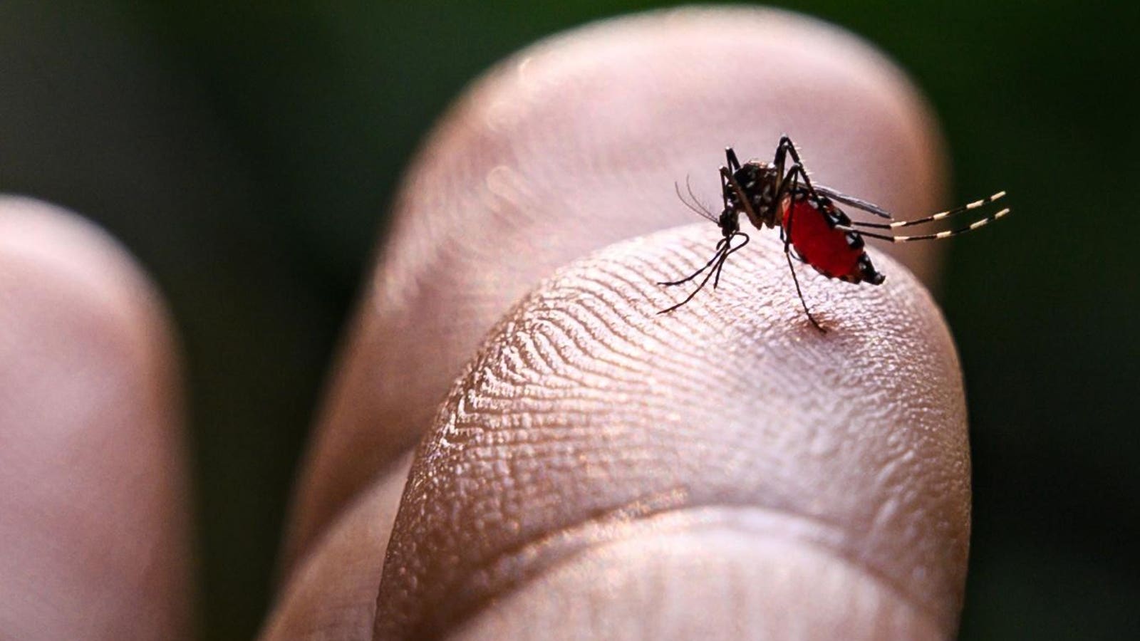 First Chikungunya Vaccine Now FDA Approved — What To Know About The ‘Emerging Global Health Threat’