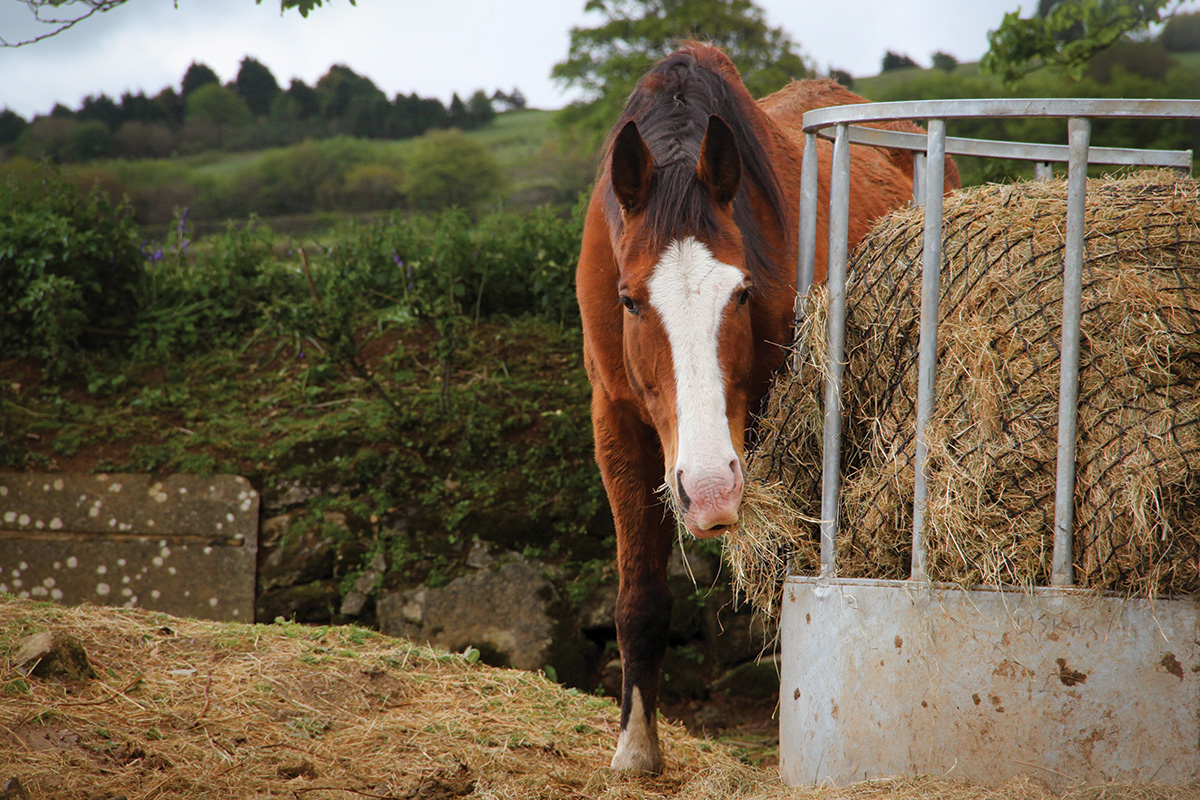 Feeding the Senior Horse in the Winter