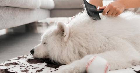 Pet-friendly decorating tips