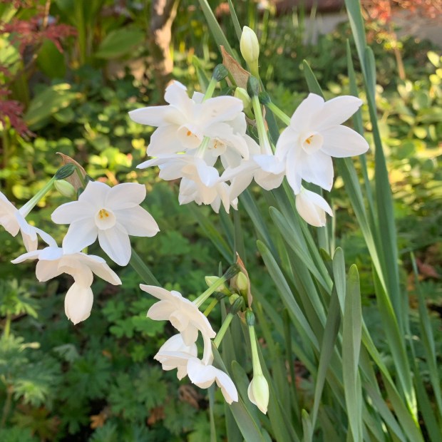 Tom Karwin, On Gardening | Securing Biodiversity in the Garden, Part 2