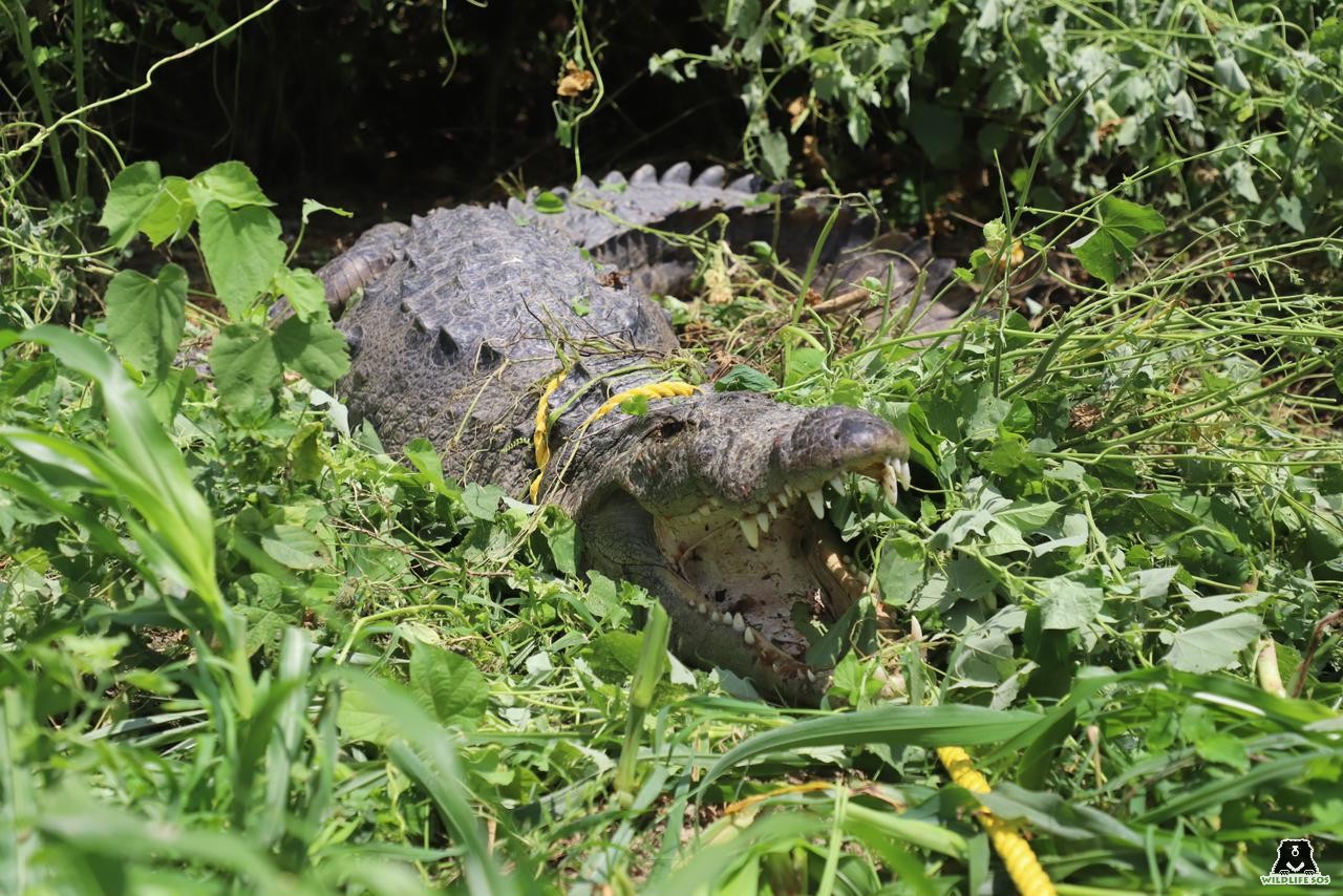 Assessing Human-Crocodile Interactions In Uttar Pradesh
