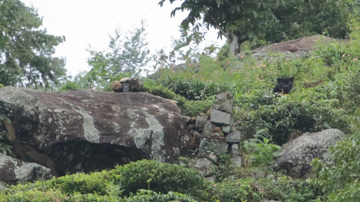Unregulated wildlife photography tours in Kotagiri putting humans, animals at risk: conservationists