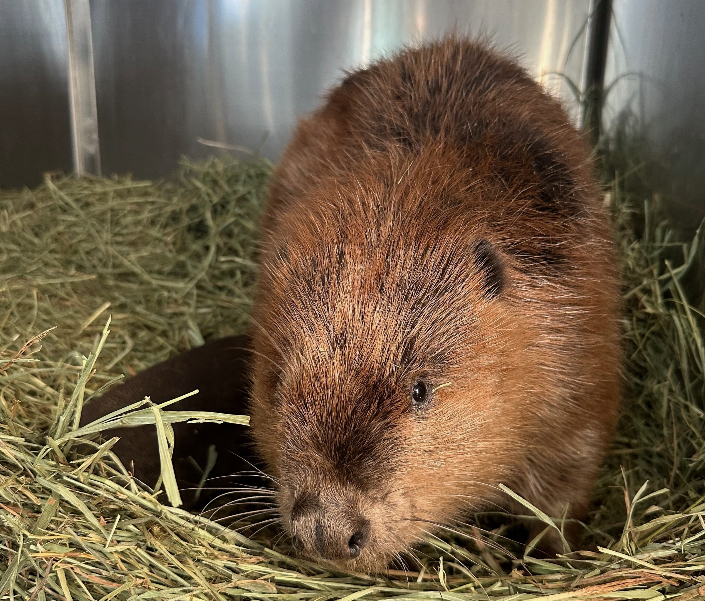 Rare Palo Alto beaver getting treatment in Wildlife Center