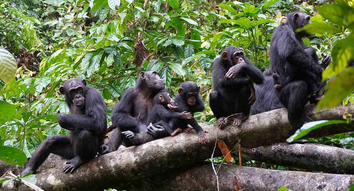 Scientists Observe Chimpanzees Using Human-Like Warfare Tactic