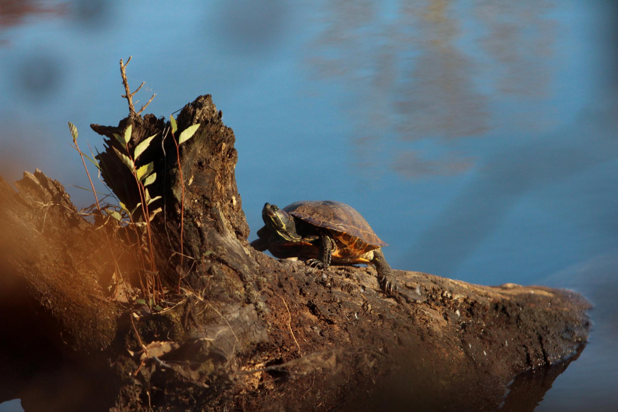 Wildlife Society helps campus turtles with ongoing project