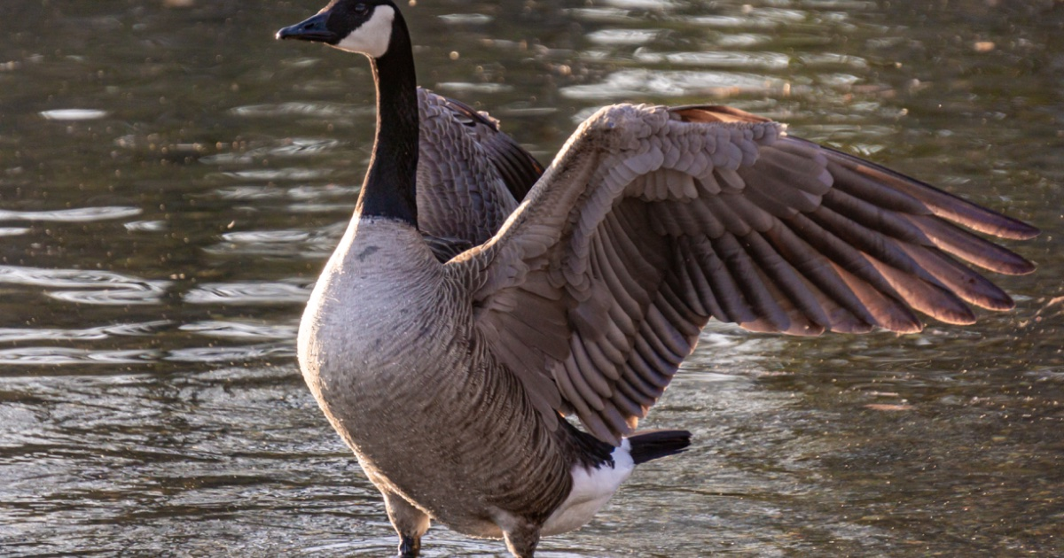 AI can now track geese and other animals