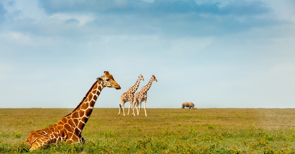12 animals that help people and the planet
