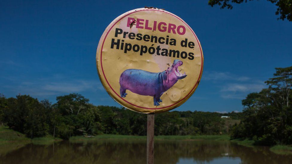 Pablo Escobar’s feral hippos face cull in Colombia