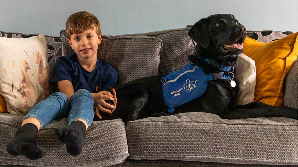 York dog praised for stopping boy from being hit by car