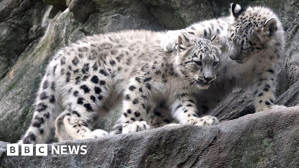 Rare snow leopard cubs debut at Bronx Zoo