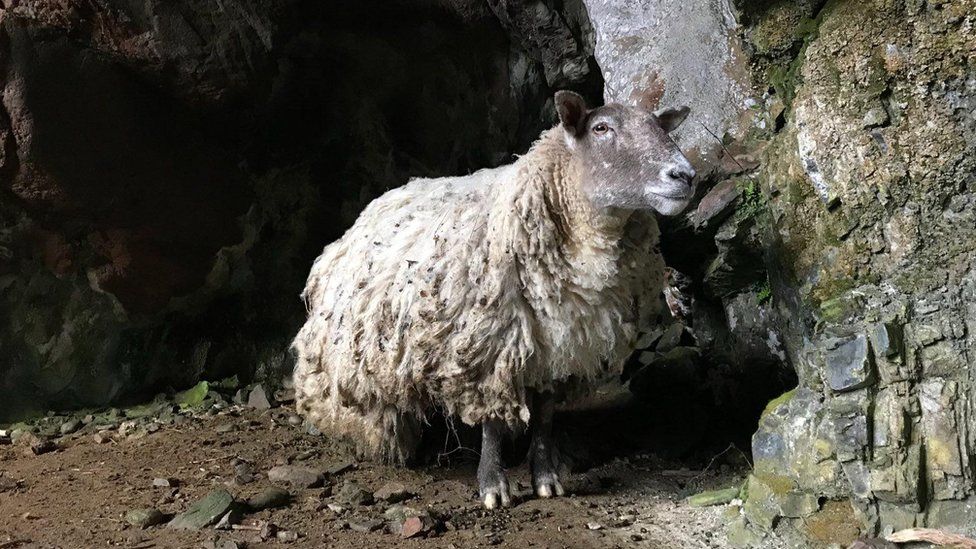 Britain’s loneliest sheep in hiding after rehoming row