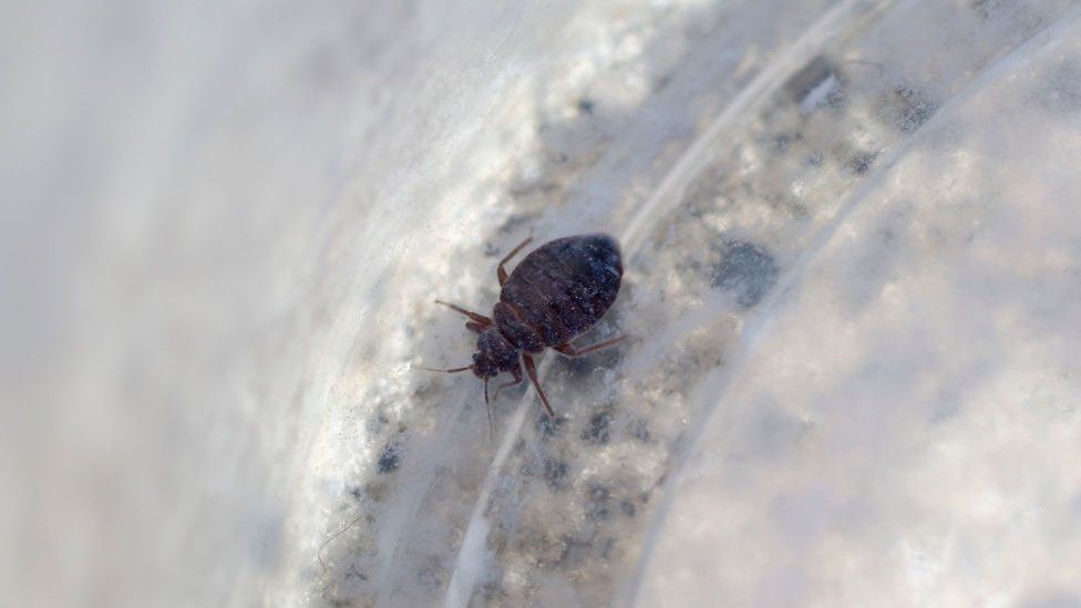 South Korea: Authorities fight bedbugs to calm public jitters