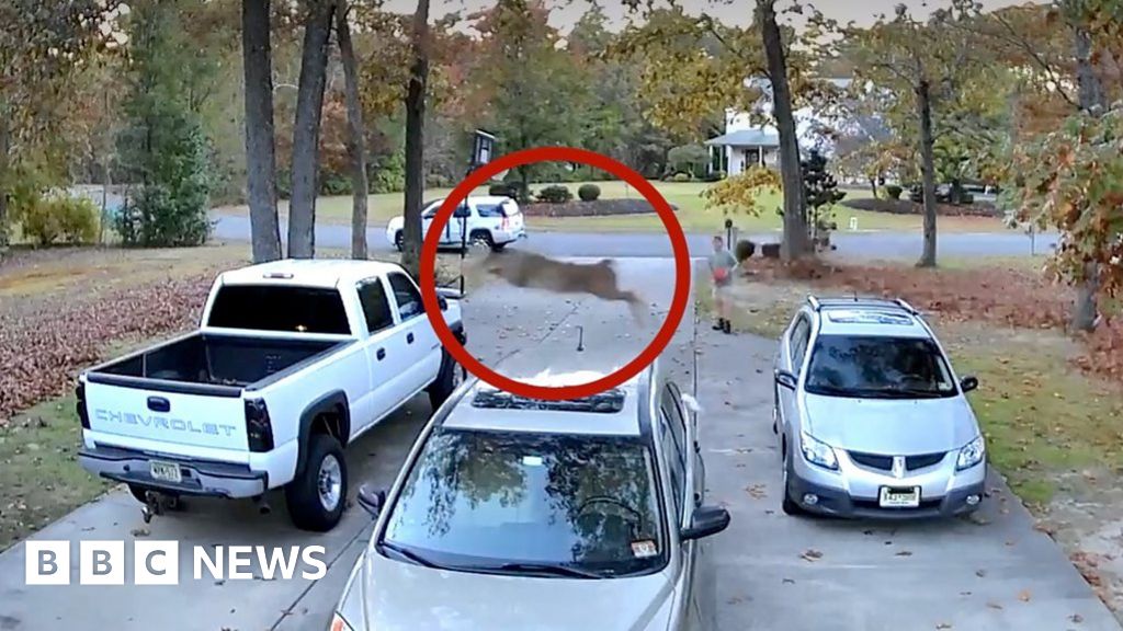 Deer soars over two cars in New Jersey