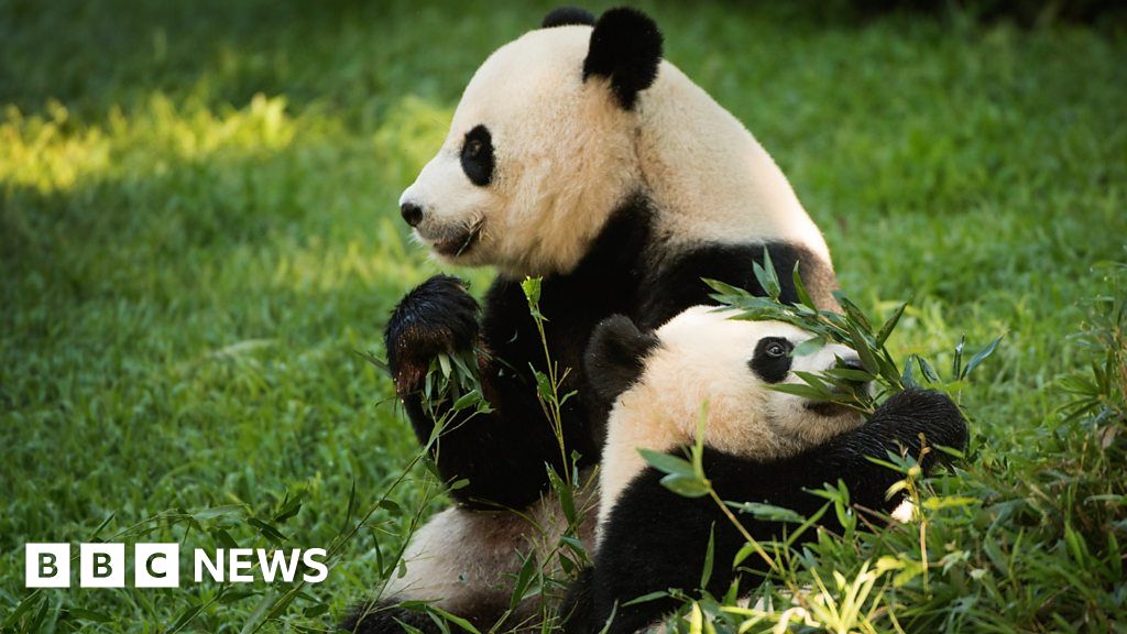 Pandas depart US National Zoo for China