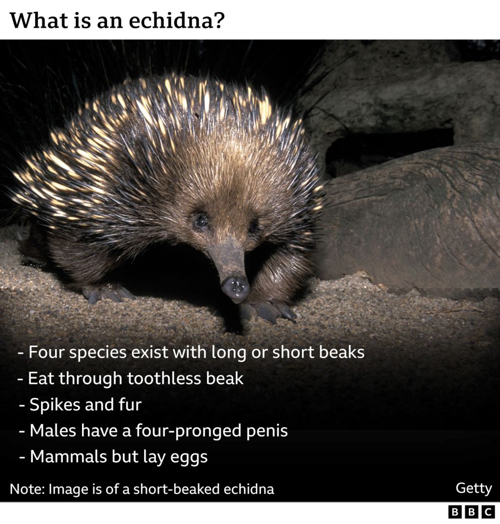 First ever images prove ‘lost echidna’ not extinct