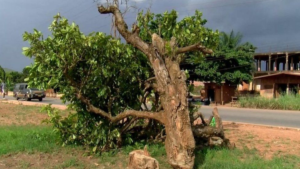 Komfo Anokye kola tree: Man denies chopping down 300-year-old tree in Ghana