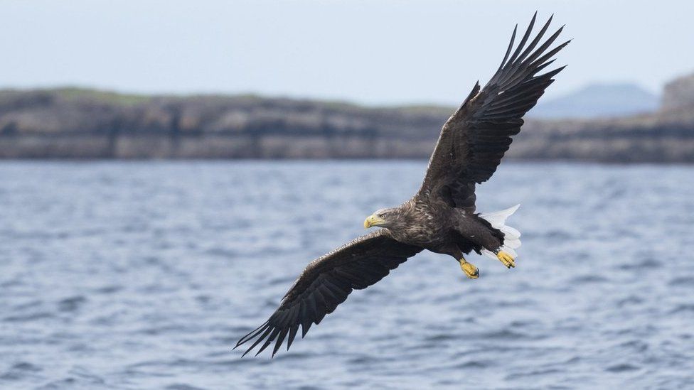 Ecologist tracks birds of prey to find Israeli dead