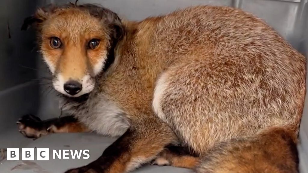 Gosport fox with tube stuck around its neck is rescued