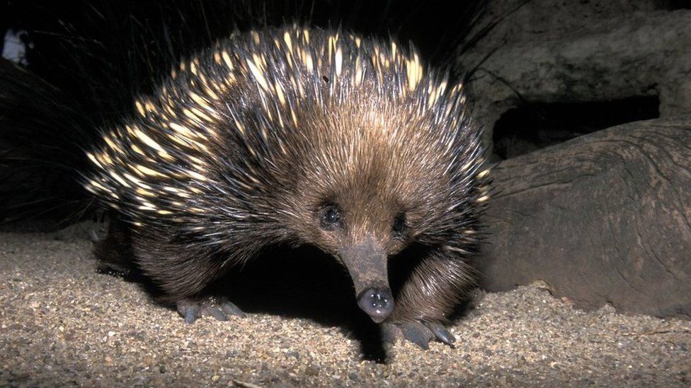 Echidnas, snails and scary plants… species named after Sir David Attenborough