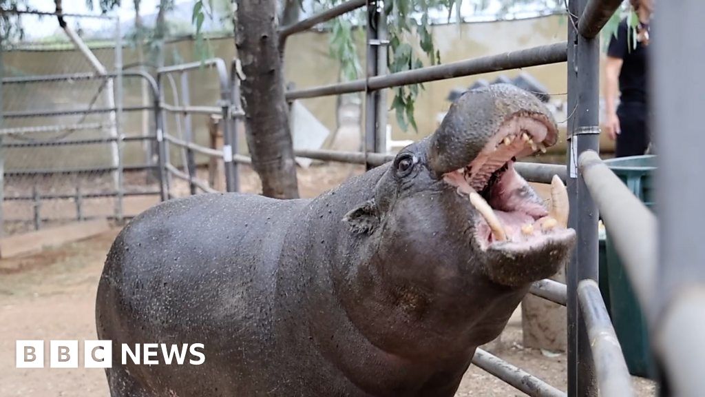 Oldest pygmy hippo in North America turns 50