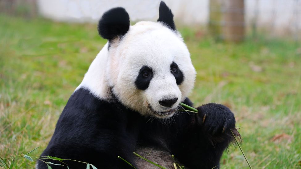 Final chance to see Edinburgh Zoo’s giant pandas before China return