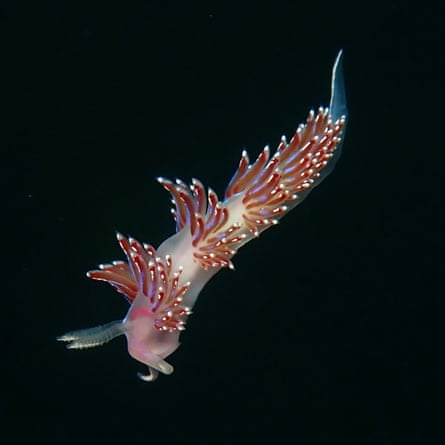 ‘They’re inherently charismatic’: the amateur sleuths hooked on sea slugs