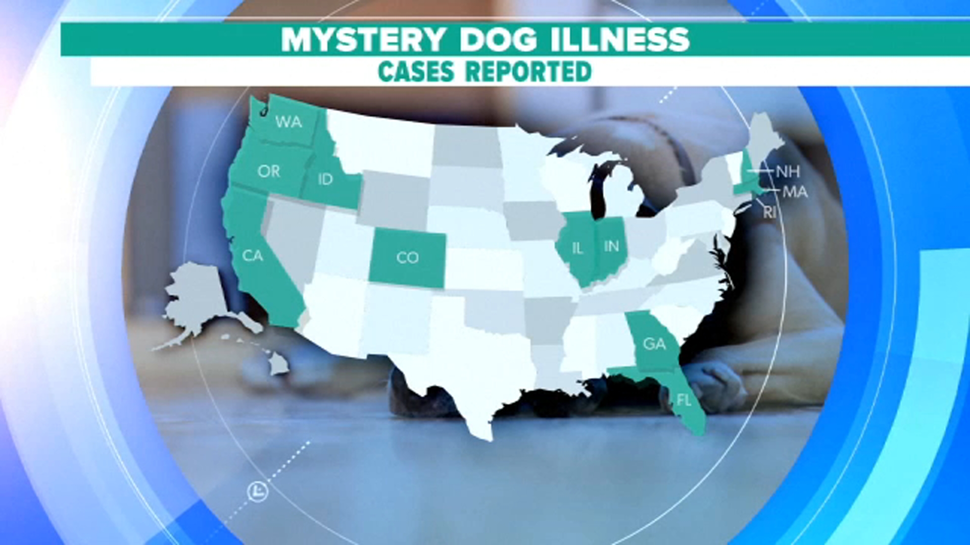 New concerns respiratory dog illness could spread as families travel with pets for holiday