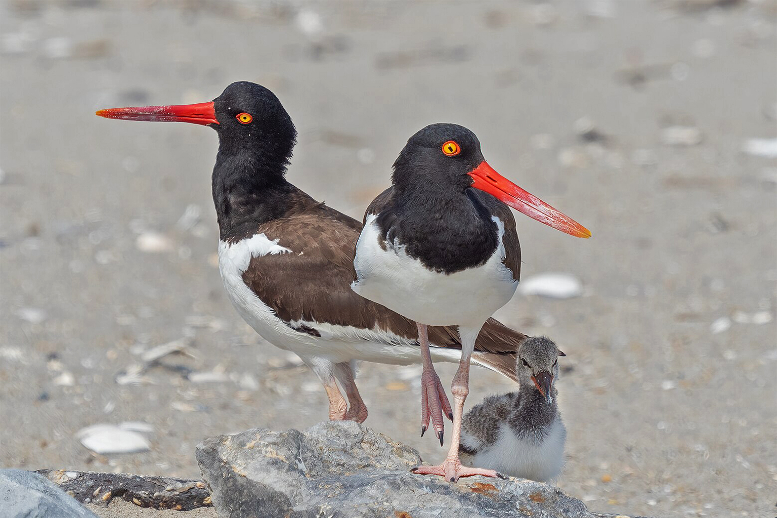 New AI model gives bird’s-eye view of avian distribution at vast scale