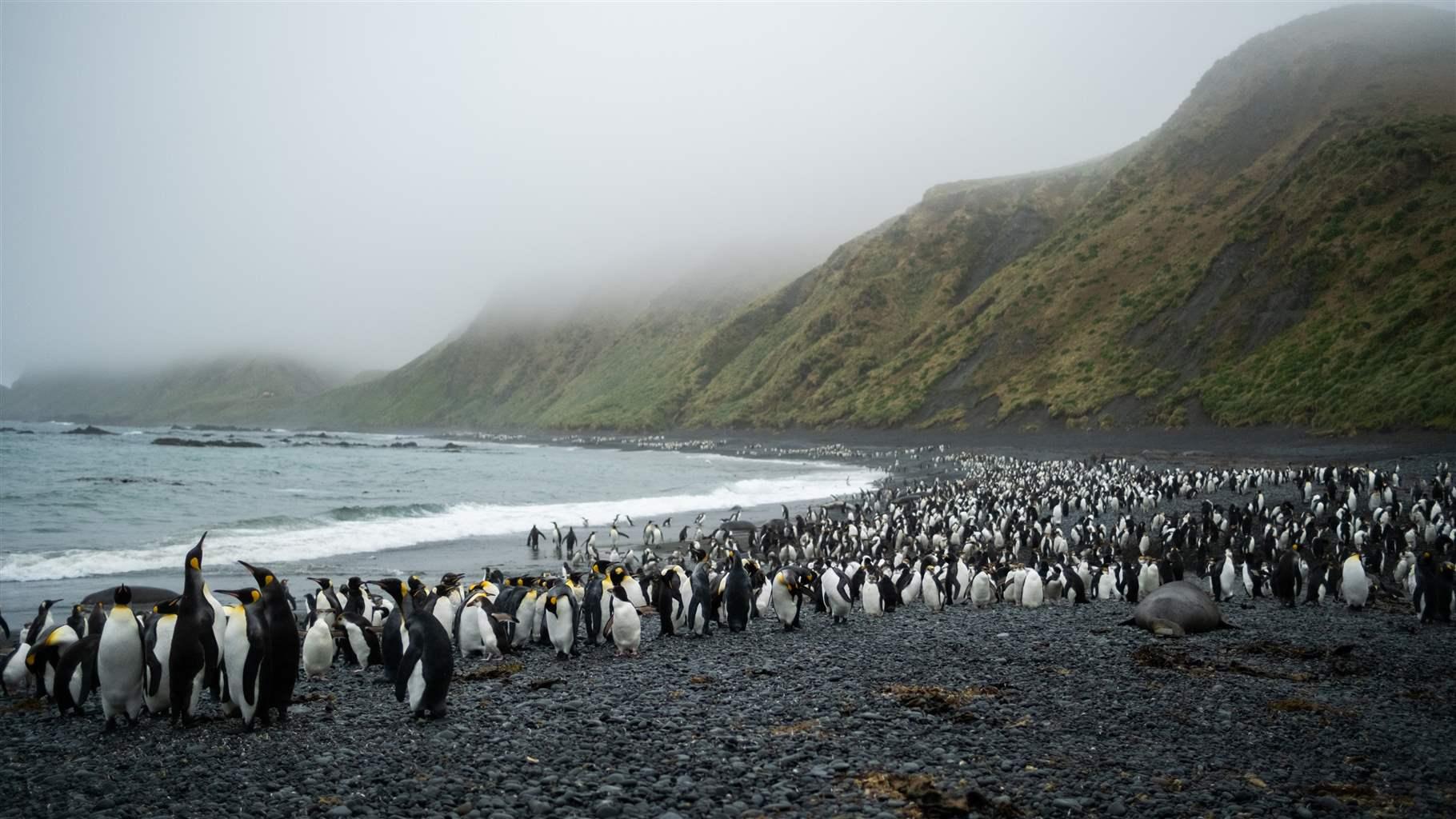 In a Major Conservation Move, Australia Triples Size of Macquarie Island Marine Park