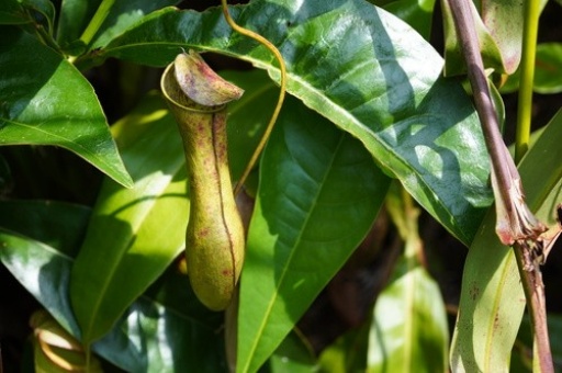 How carnivorous Asian pitcher plants acquired signature insect trap