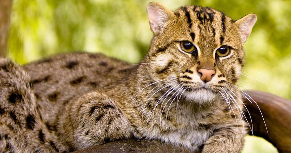 India’s small wild cats are dying because of a case of mistaken identity