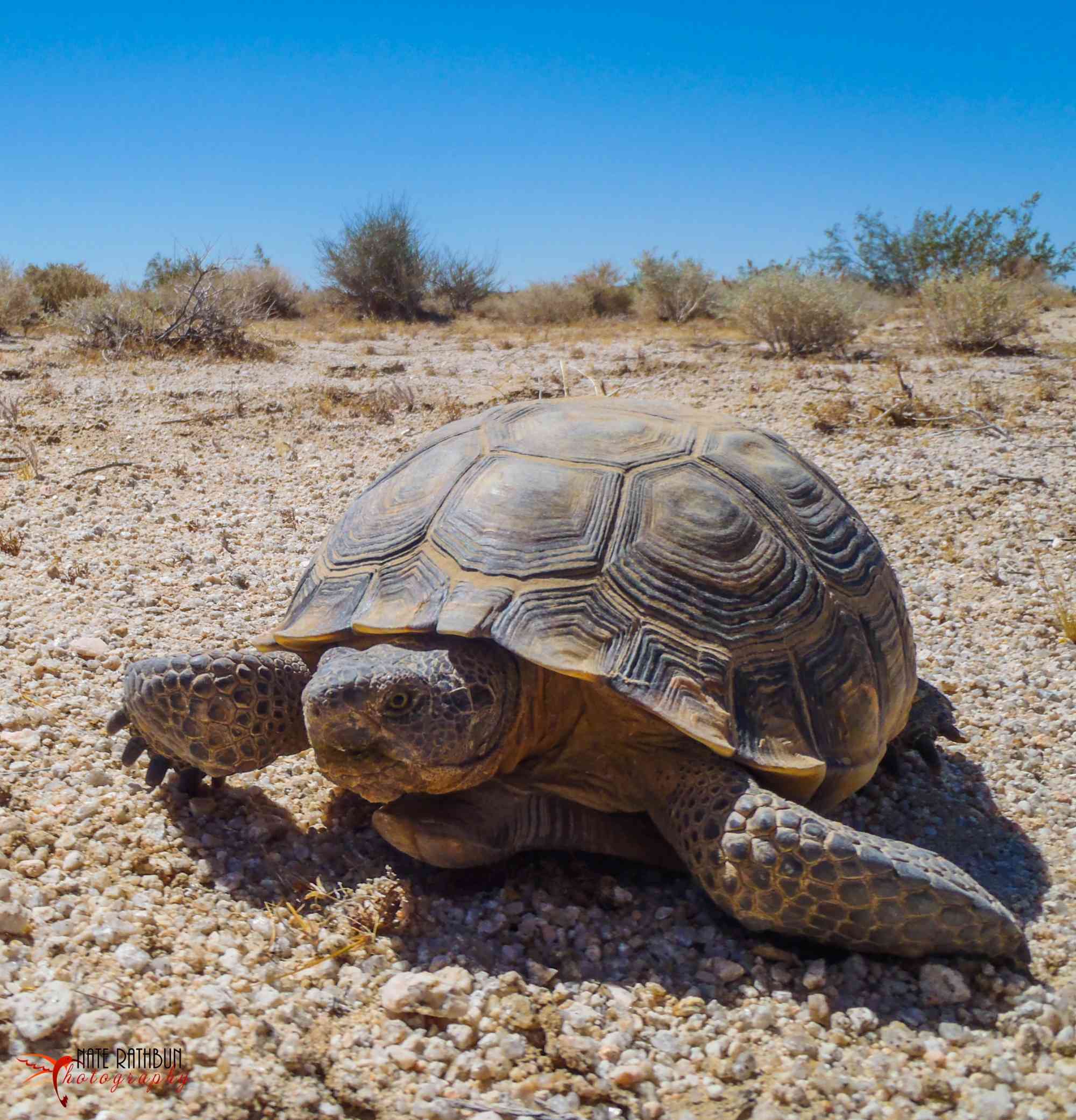 Defenders and Allies Respond to BLM Announcement on Highway through Red Cliffs National Conservation Area