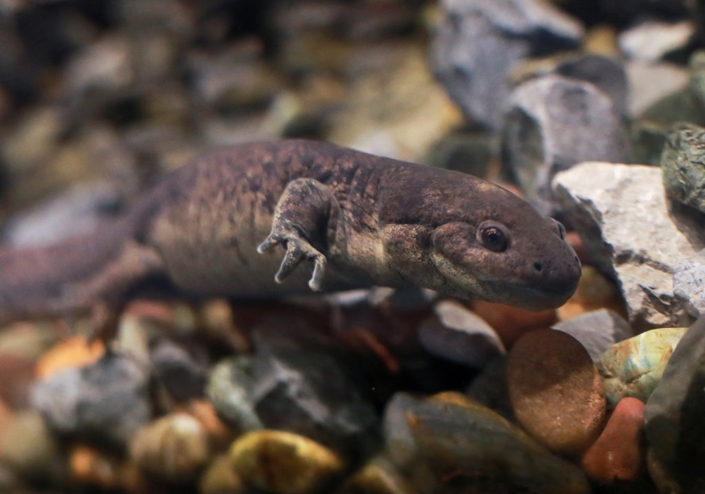 ‘Adopt an axolotl’ campaign in Mexico aims to help save critically endangered species