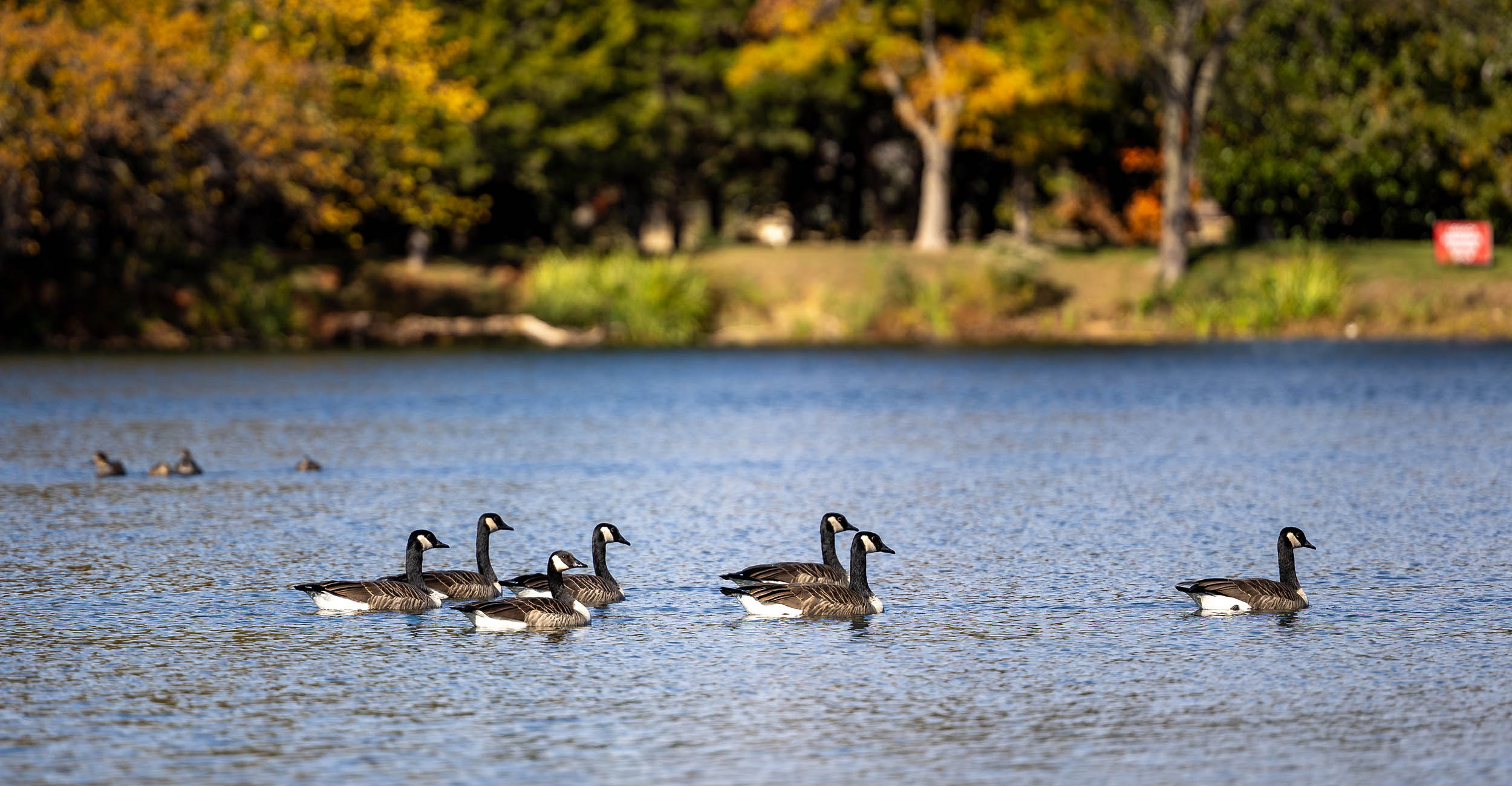 Researchers developing new technology to understand bird migrations