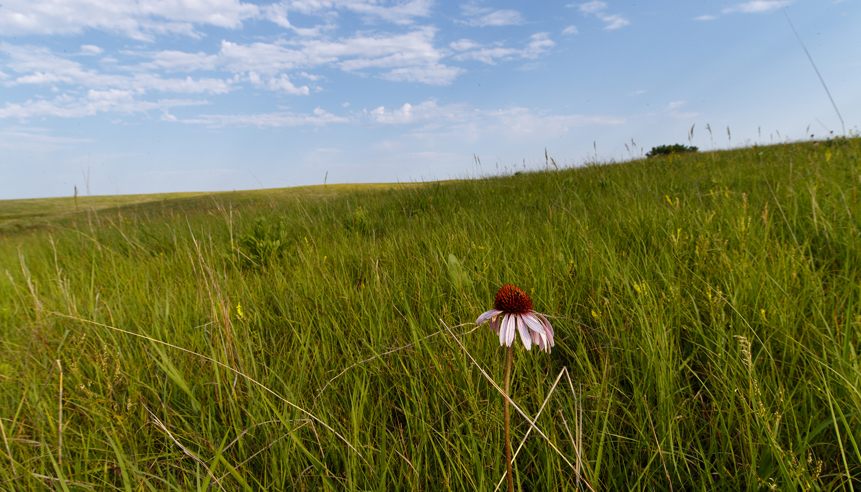 Husker team partnering with communities to enhance biodiversity