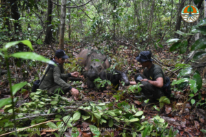 New male Sumatran rhino born