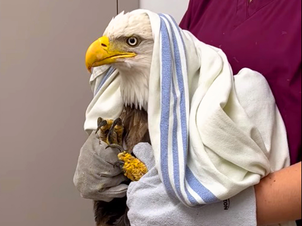 Bald eagle patient at the Wildlife Haven serving as a cautionary tale