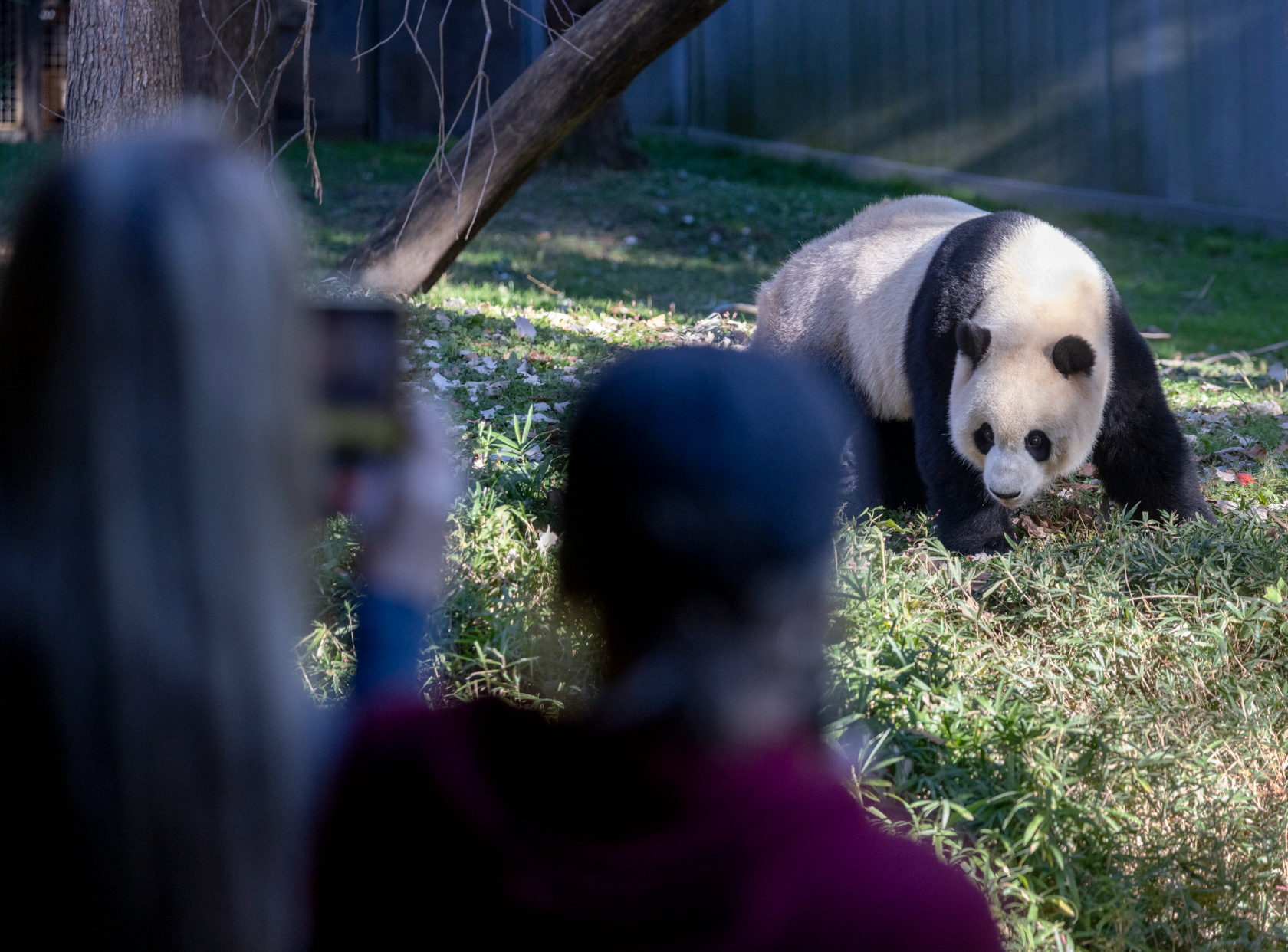 Pandas May Be Returning To D.C., Chinese President Xi Signals