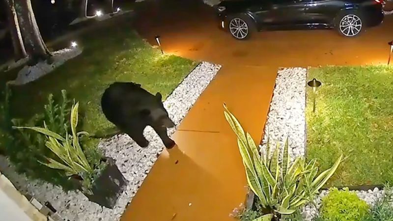 Watch: Doorbell camera catches bear stealing food delivery from front porch