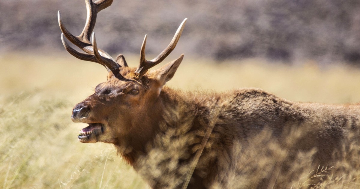 Woman trampled to death by an elk in Arizona, prompting officials to warn against feeding animals