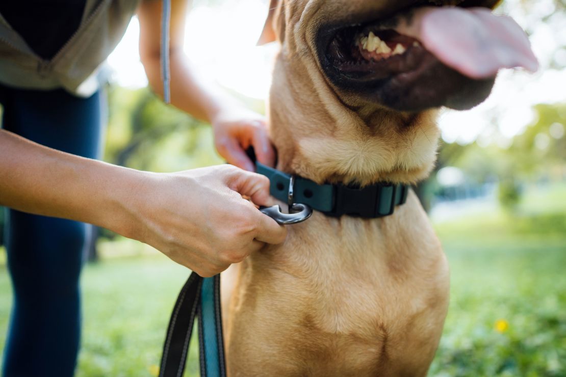 Get into shape along with your dog