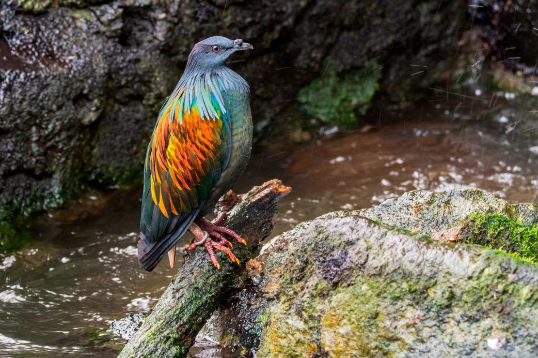 Not so dead as a dodo: ‘De-extinction’ plan to reintroduce bird to Mauritius