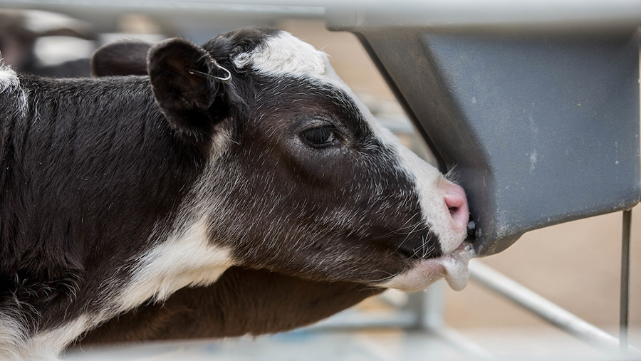 How early life dairy calf nutrition affects long-term metabolism