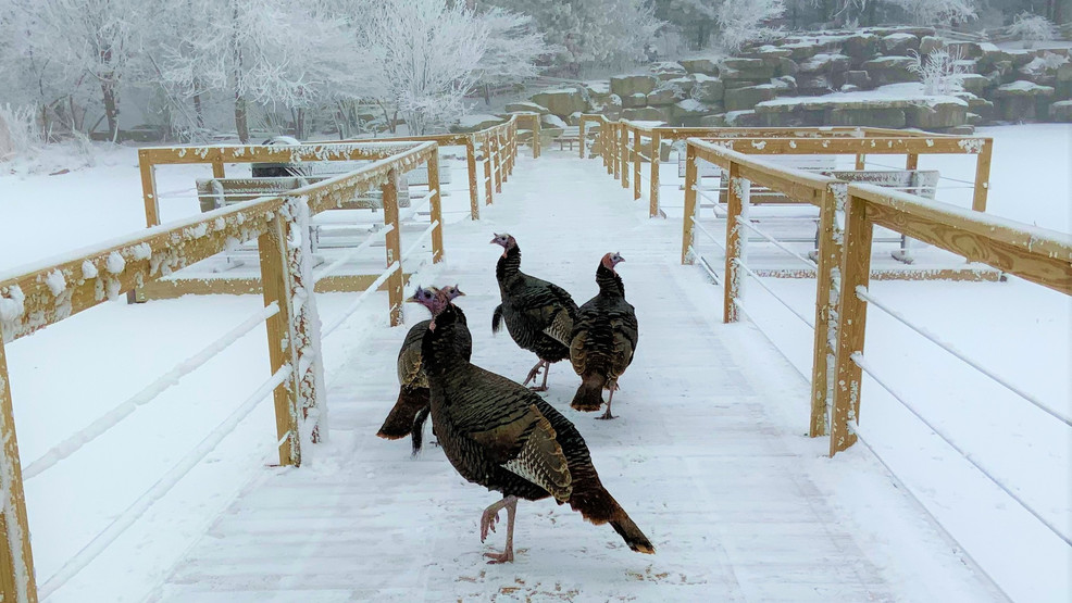 Explore Bay Beach Wildlife Sanctuary’s winter wonders and aid to stranded animals