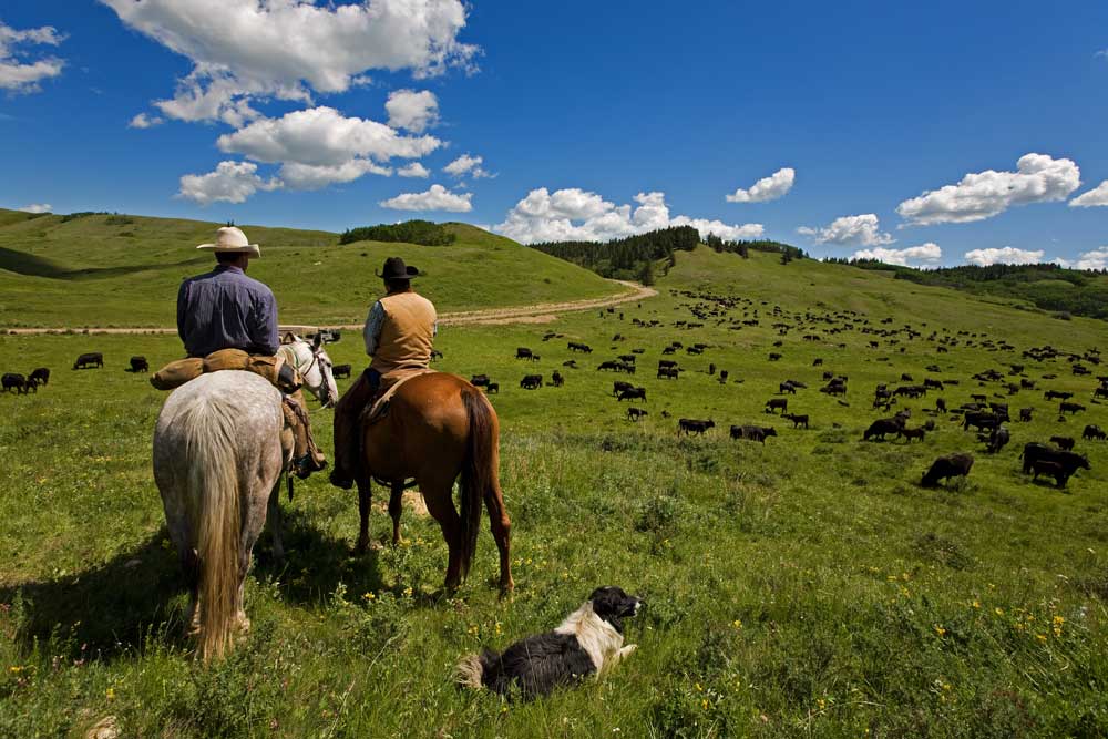 New Program to Support Native American Producers With Climate-Smart Grazing